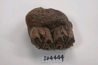 藏品(牛上頜骨)的圖片